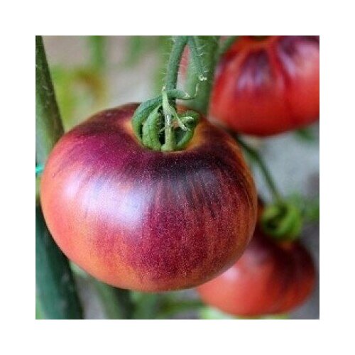  330    (. Solanum lycopersicum)  10