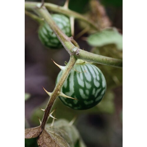  345   (. Solanum Viarum)  10