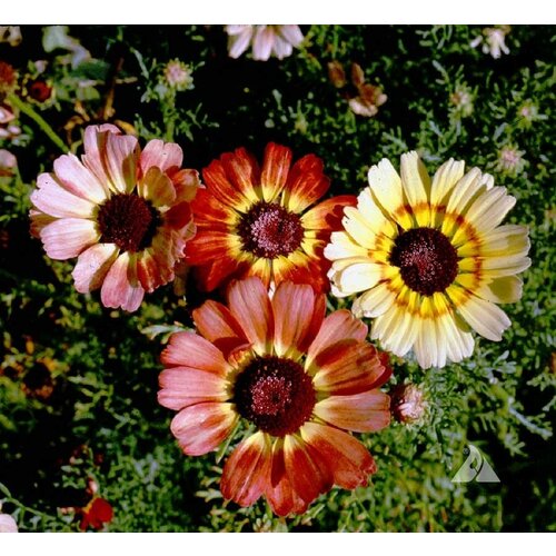  330   -  (. Chrysanthemum carinatum)  50