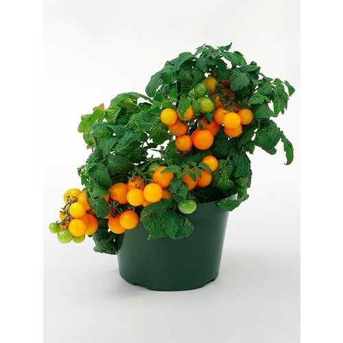  315    (. Solanum lycopersicum)  10