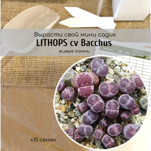  480    /   Lithops salicola cv. Bacchus      