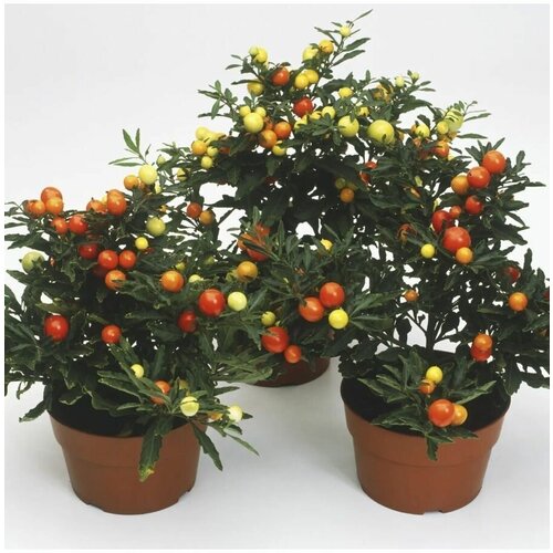  460   (Solanum capsicastrum) 4 ..