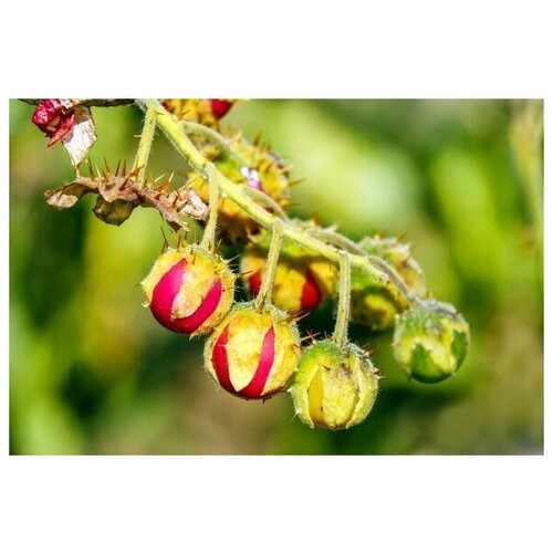  330   -   (. Solanum sisymbriifolium)  10