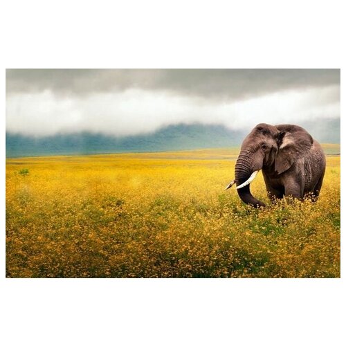  1410     (Elephant) 10 48. x 30.