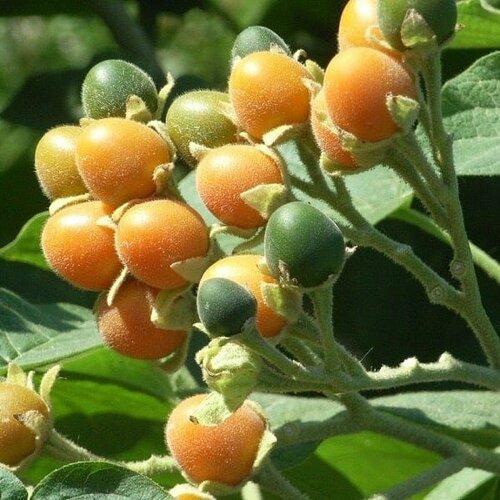  410    ( , Solanum abutiloides) 5 .