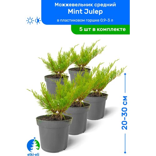  3995   Mint Julep ( ) 20-30     0,9-3 , ,   ,   5 