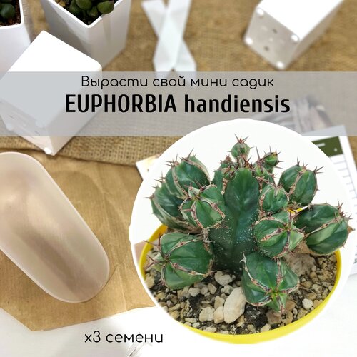  480  Euphorbia HANDIENSIS -   , .     