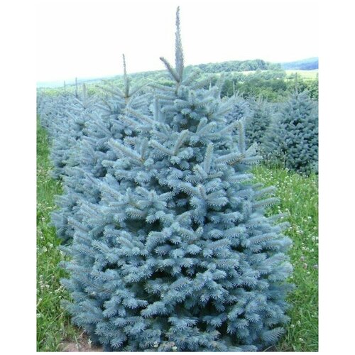  828     / Picea pungens, 90 
