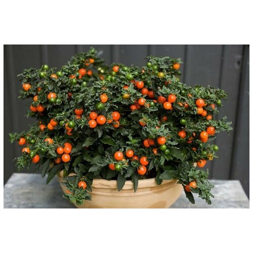  300   (. Solanum villosum)  25