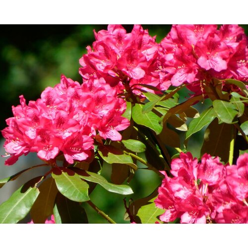  450   (. Rhododendron ponticum)  25