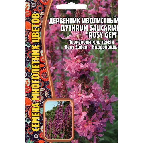  175   / Lythrum salicaria ROSY GEM,  ( 1 : 0,05  )