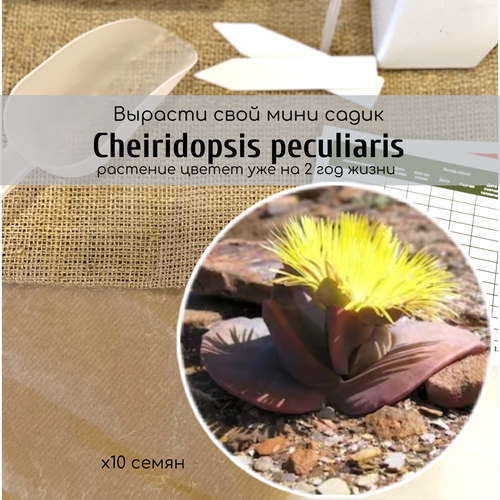  340   Cheiridopsis PECULIARIS       