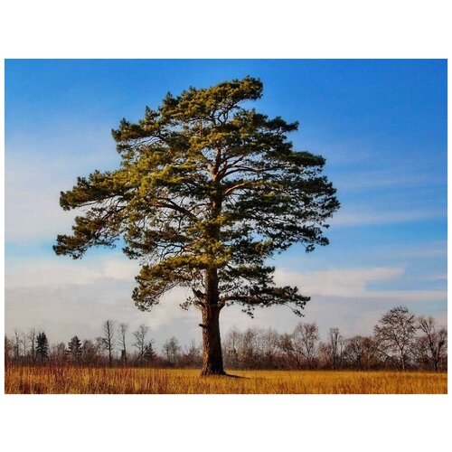  420   (. Pinus sylvestris)  50