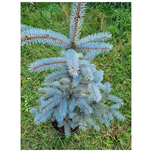  5500    (Picea pungens Schovenhorst) h 60