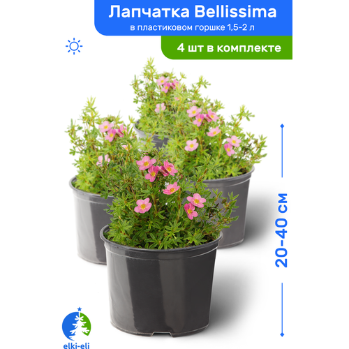 4543  Bellissima () 20-40     1,5-2 , ,   ,   4 