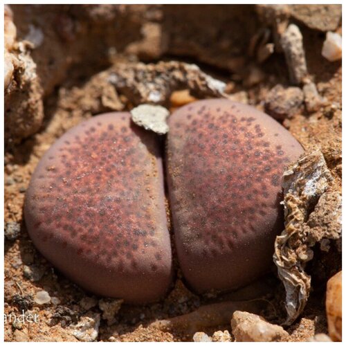  350     Lithops Terricolor C 254 10 .