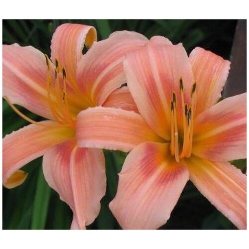  629     (Hemerocallis) /10-20 ./2 /2/ ()