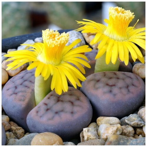  350     Lithops Schwantisii mix 10 .