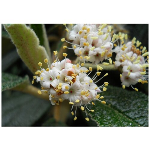  370   (. Viburnum rhytidophyllum)  15
