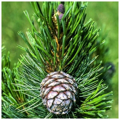  480    -   (. Pinus sibirica)  50