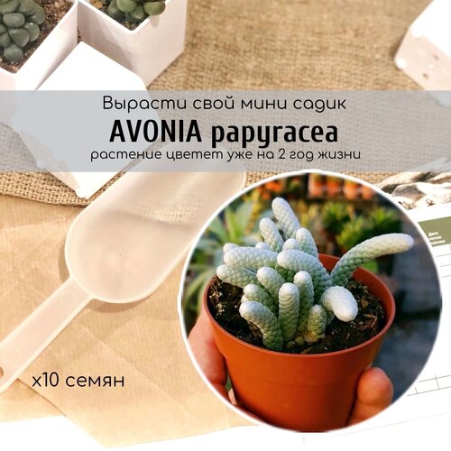 360    / Avonia papyracea    ,   