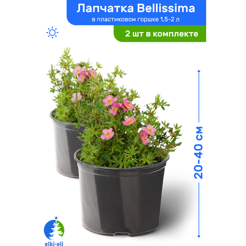  2780  Bellissima () 20-40     1,5-2 , ,   ,   2 