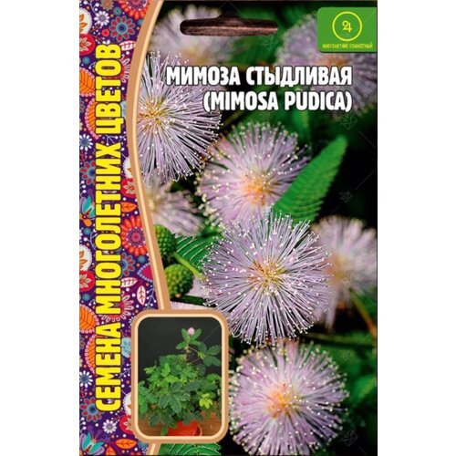  195    (Mimosa pudica) (20 )