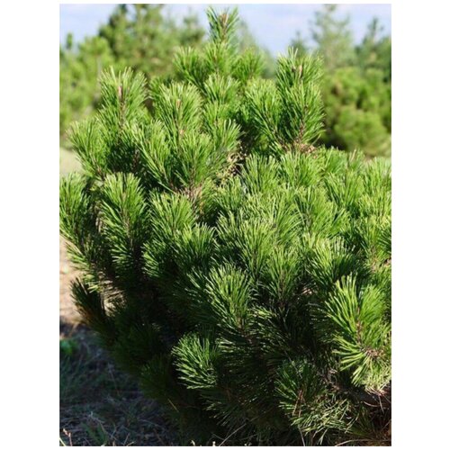  365     /    /  / Pinus mugo, 20 