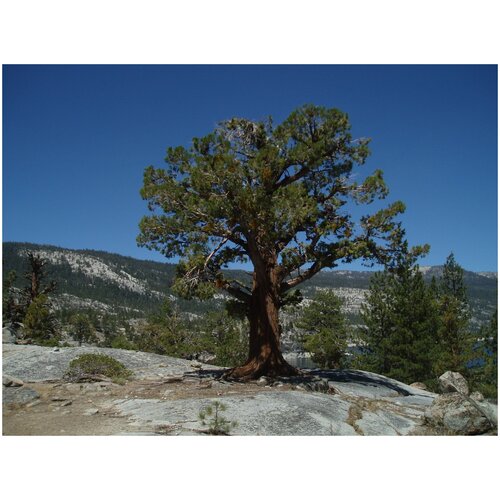  420   (. Juniperus occidentalis)  5    25