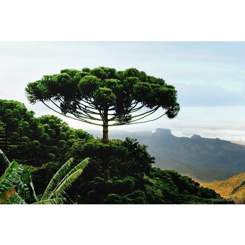 700   (. Araucaria angustifolia)  1