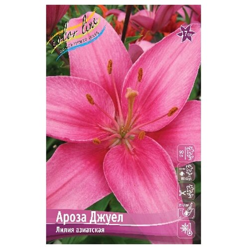  183    Arosa Jewel (1 .)