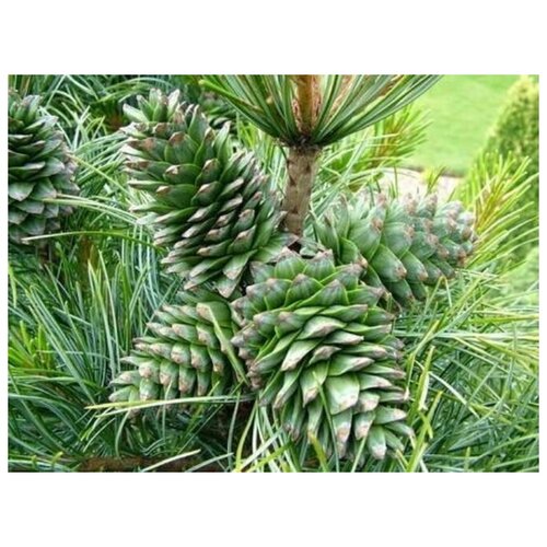  420   -   (. Pinus koraiensis)  20