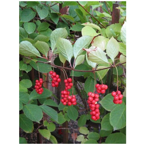  828    (   ) / Schisandra chinensis, 60 