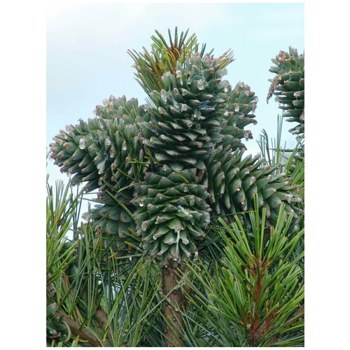  1121    / Pinus koraiensis, 45 