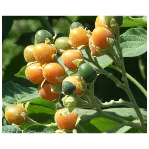  410    ( , Solanum abutiloides) 5 .