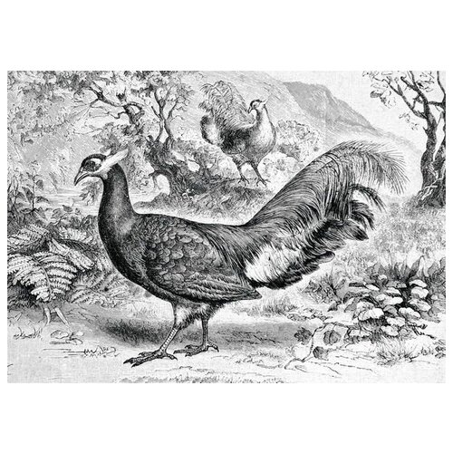  1270     (Peacock) 8 42. x 30.