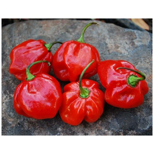  460    (. Jamaican Red Pepper )  5