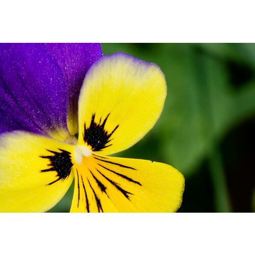  345   (. Viola tricolor)  100
