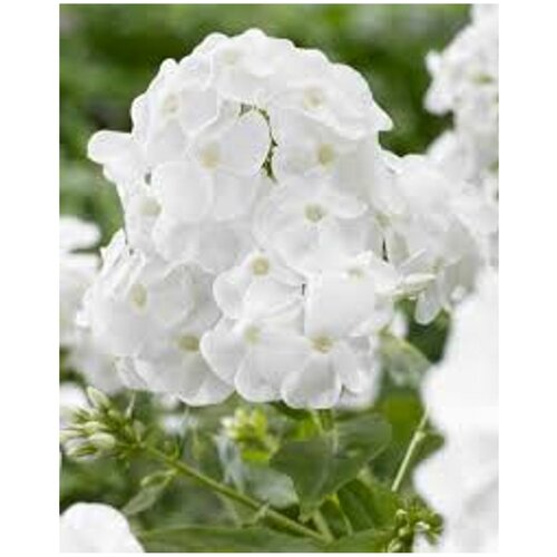  540    (Phlox paniculata) /15-20 ./1 /2/ ()