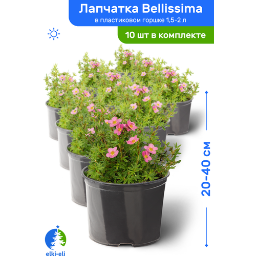   Bellissima () 20-40     1,5-2 , ,   ,   10 ,  9718 