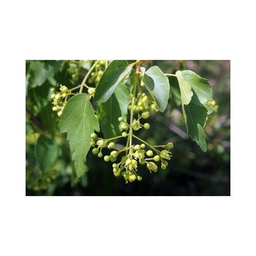  350   -   (. Acer oliverianum)  10