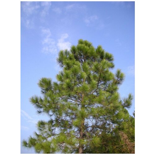  374    /    /  / Pinus massoniana, 20 
