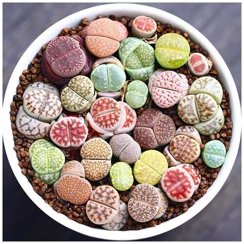  350     Lithops mix 10 .