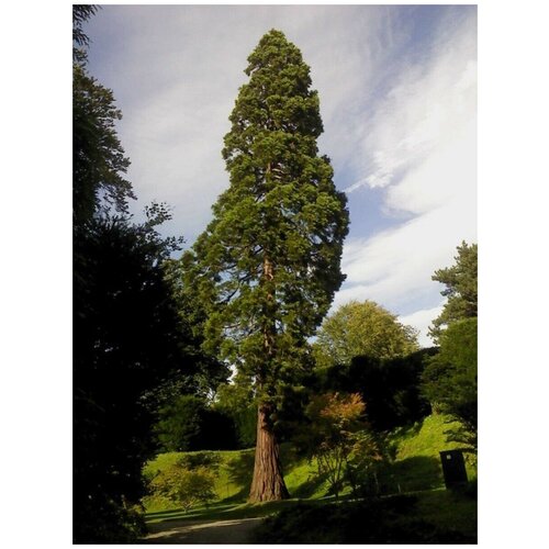  842    () / Sequoia sempervirens, 60 