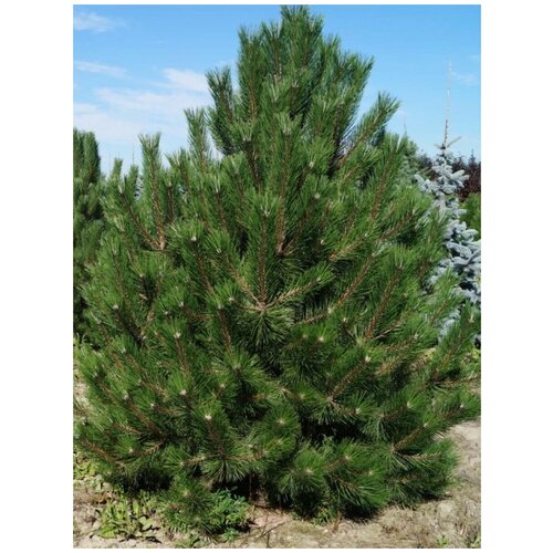  855    () / Pinus nigra pallasiana, 150 
