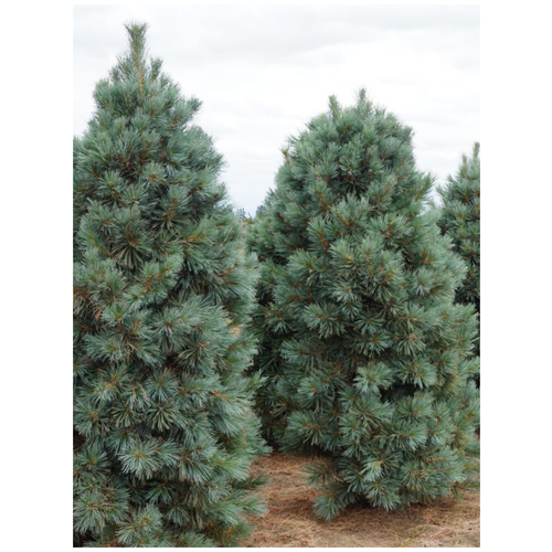  464    / Pinus koraiensis, 15 