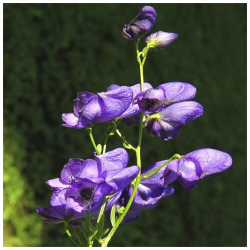  330    (. Aconitum lycoctonum)  25 