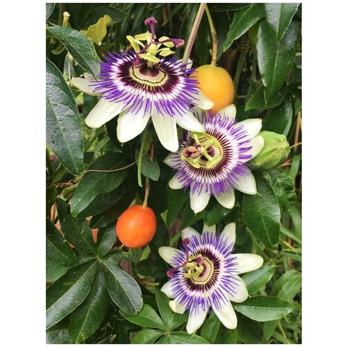  356   ( ) / Passiflora edulis, 5 