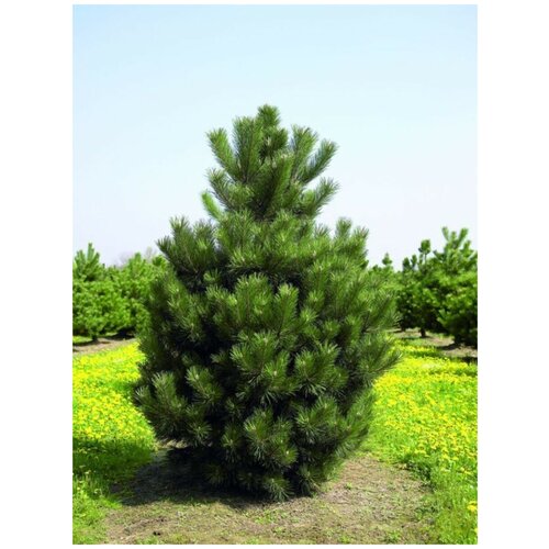  405    () / Pinus nigra, 15 
