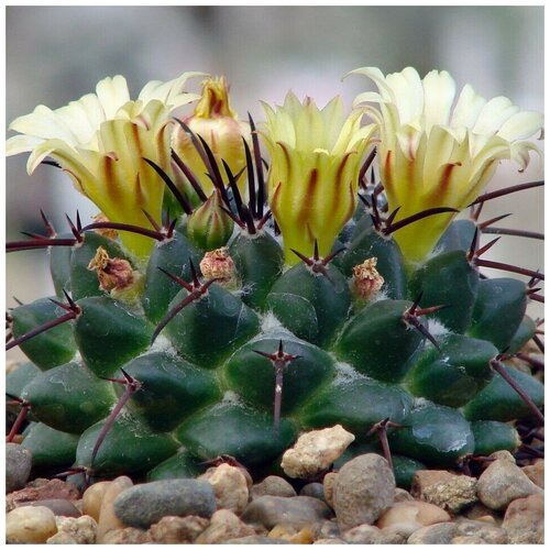  350     Mammillaria flavovirens Rog-573 10 .